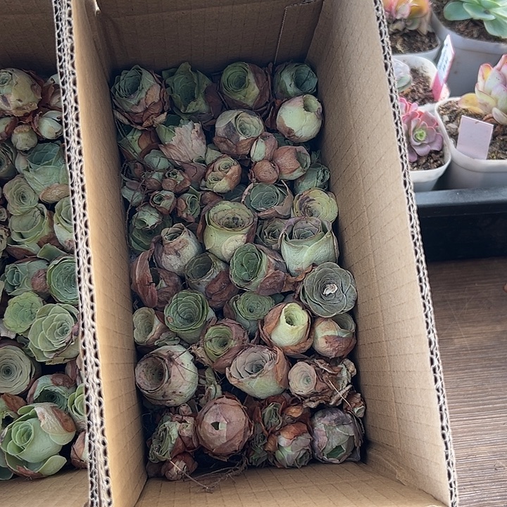 苗苗山地玫瑰多肉植物04