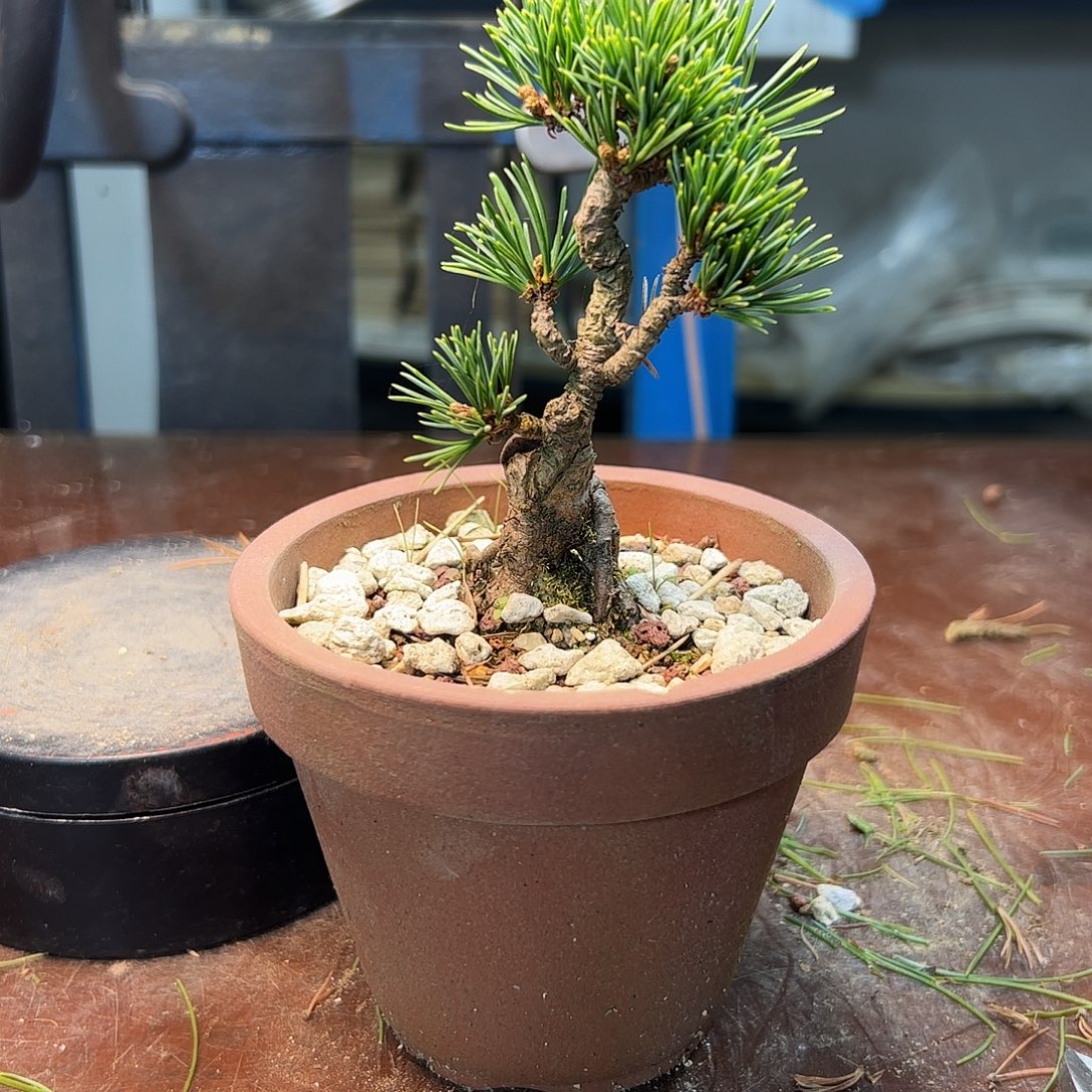 无花朵健健康康快快乐乐