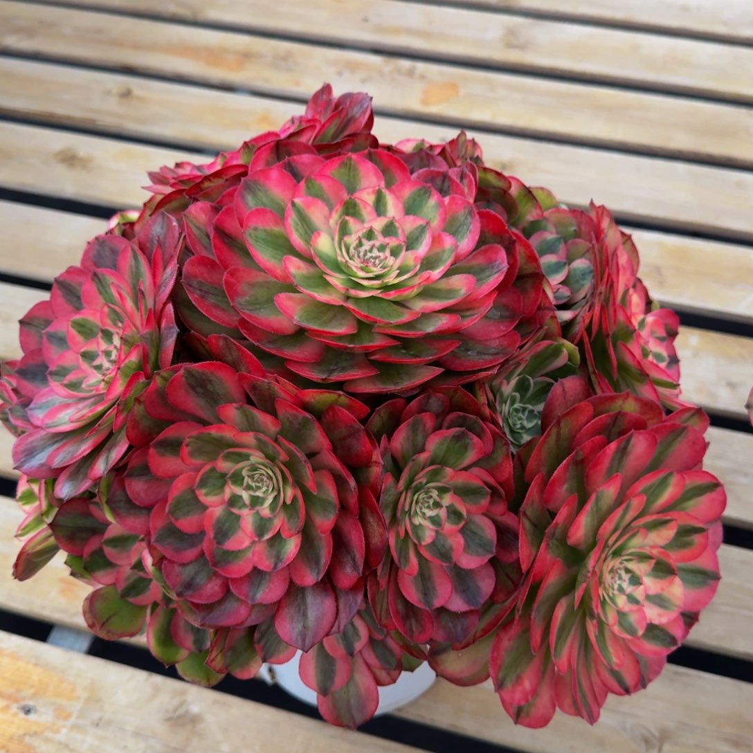 M****红豆 精品法师 锦