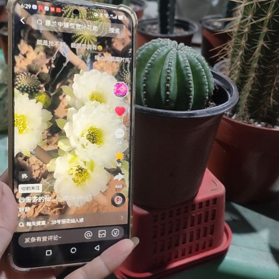 仙人球静静带根带盆