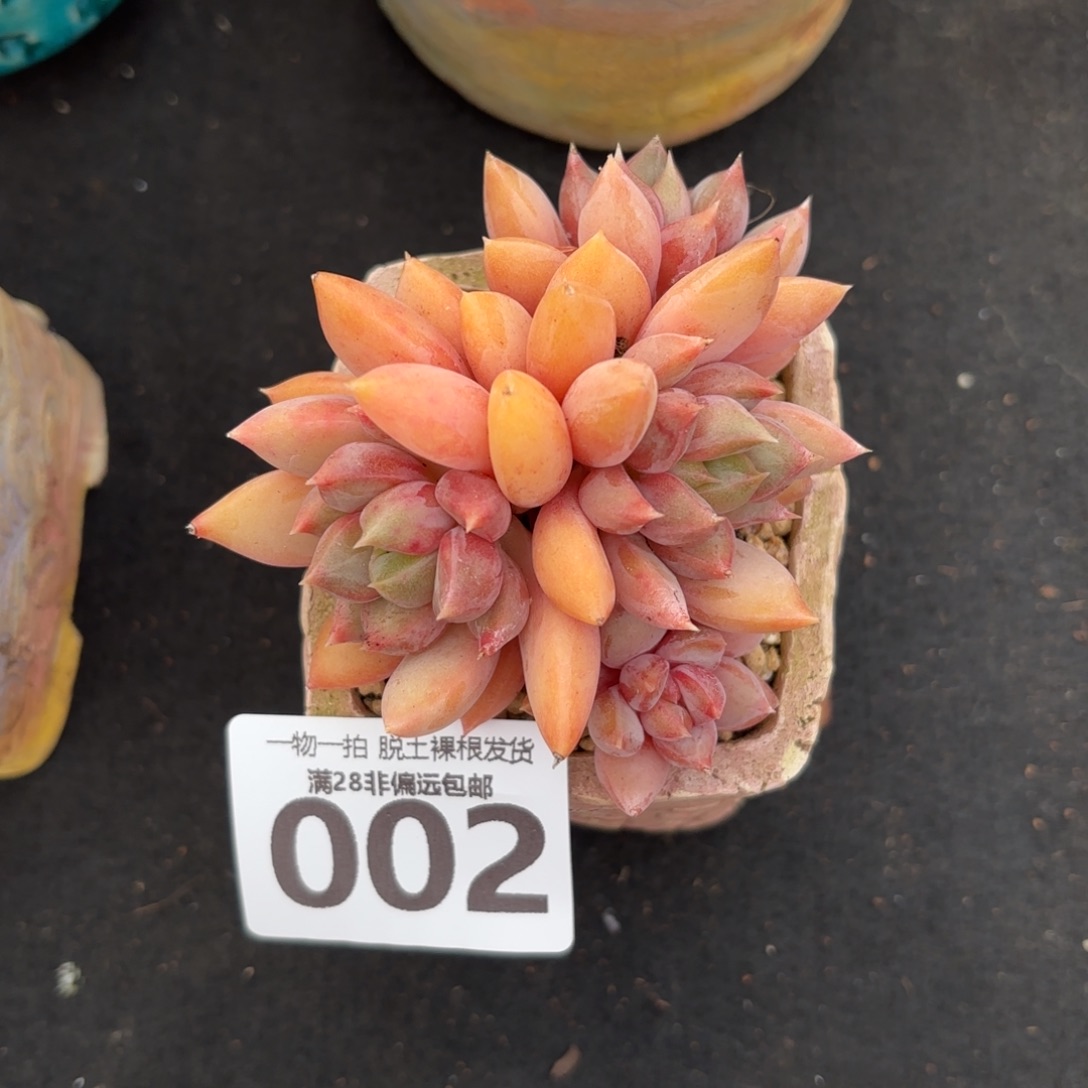 红象牙老桩无盆土发货