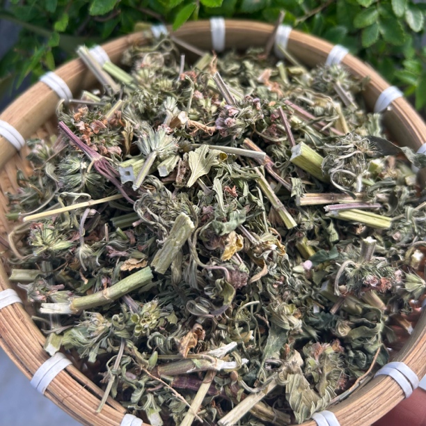 益母草。贵州大山野生益母草。晒干