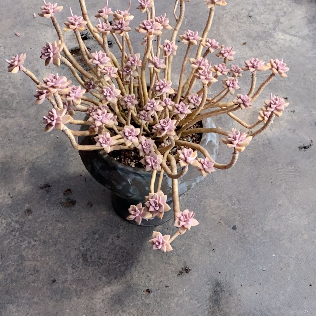 一物一拍如图所示