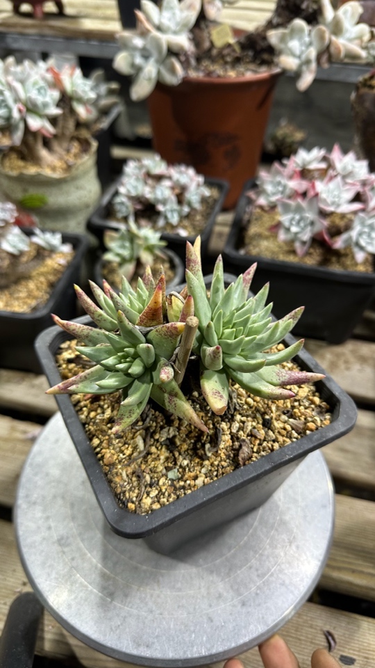 野生阿尔比芙洛亚仙女杯