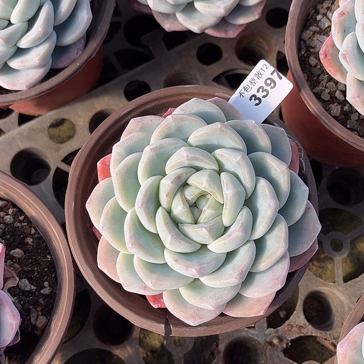 阿雅园艺。        3397