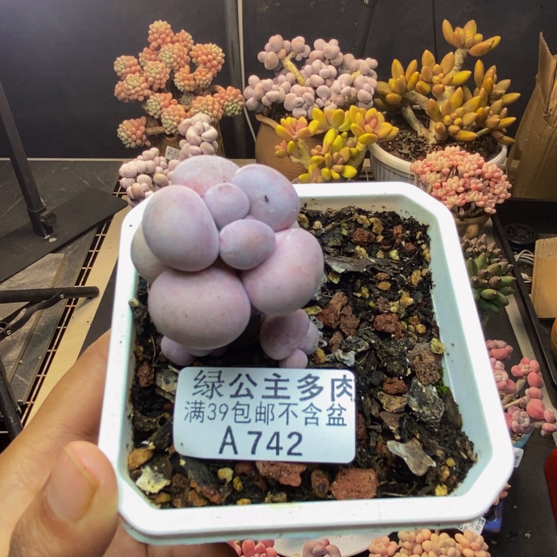 742芭比奶多肉3c m