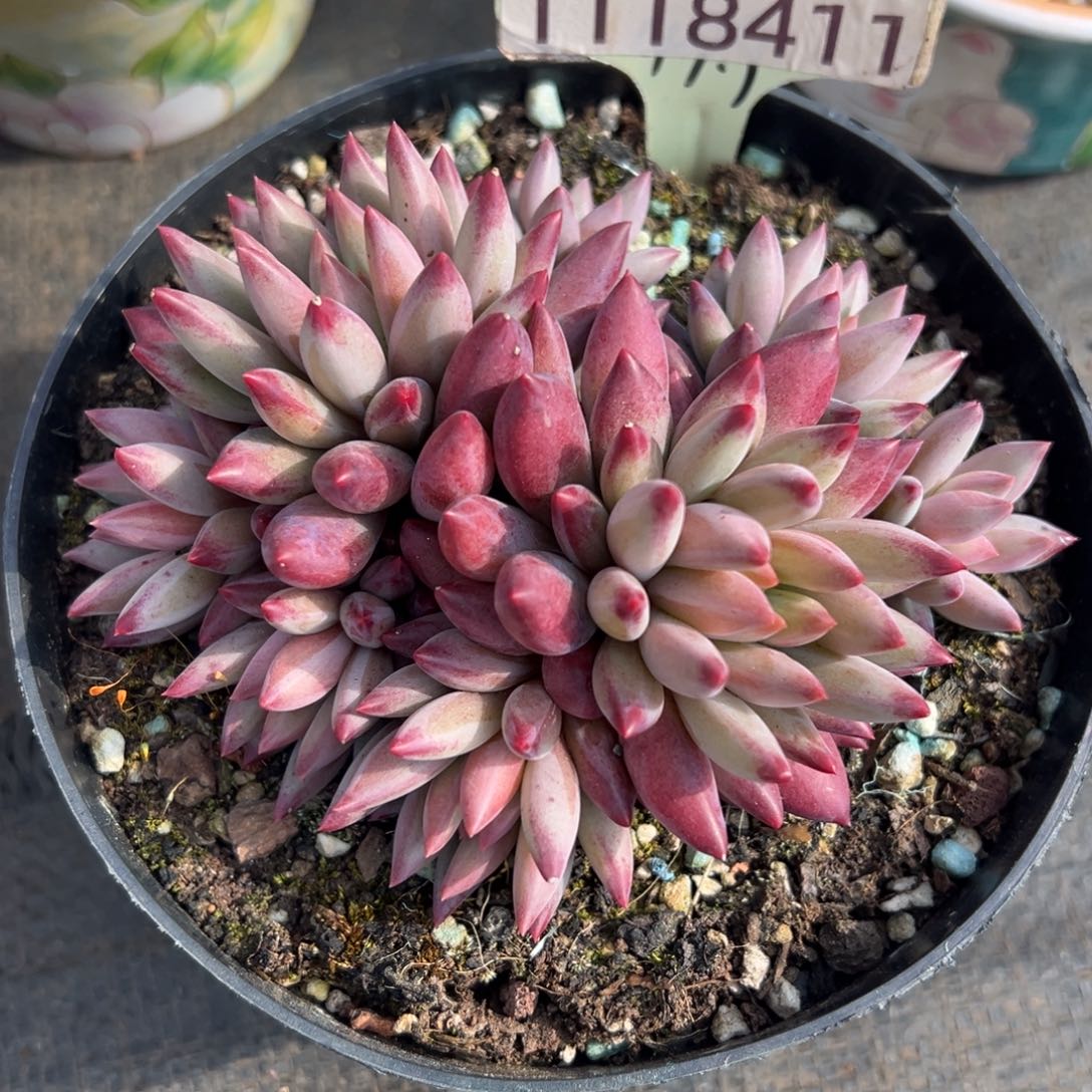 1118411 流沙体虞美人群生无砍