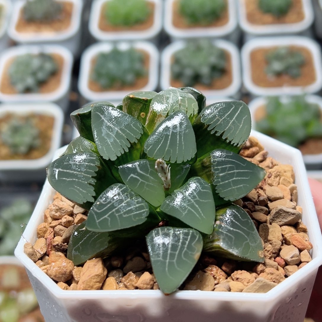 实方克锦玉露多肉