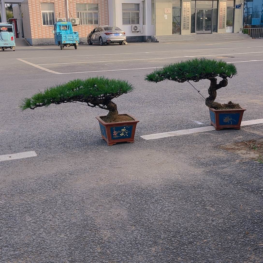 完全开放黑松盆景