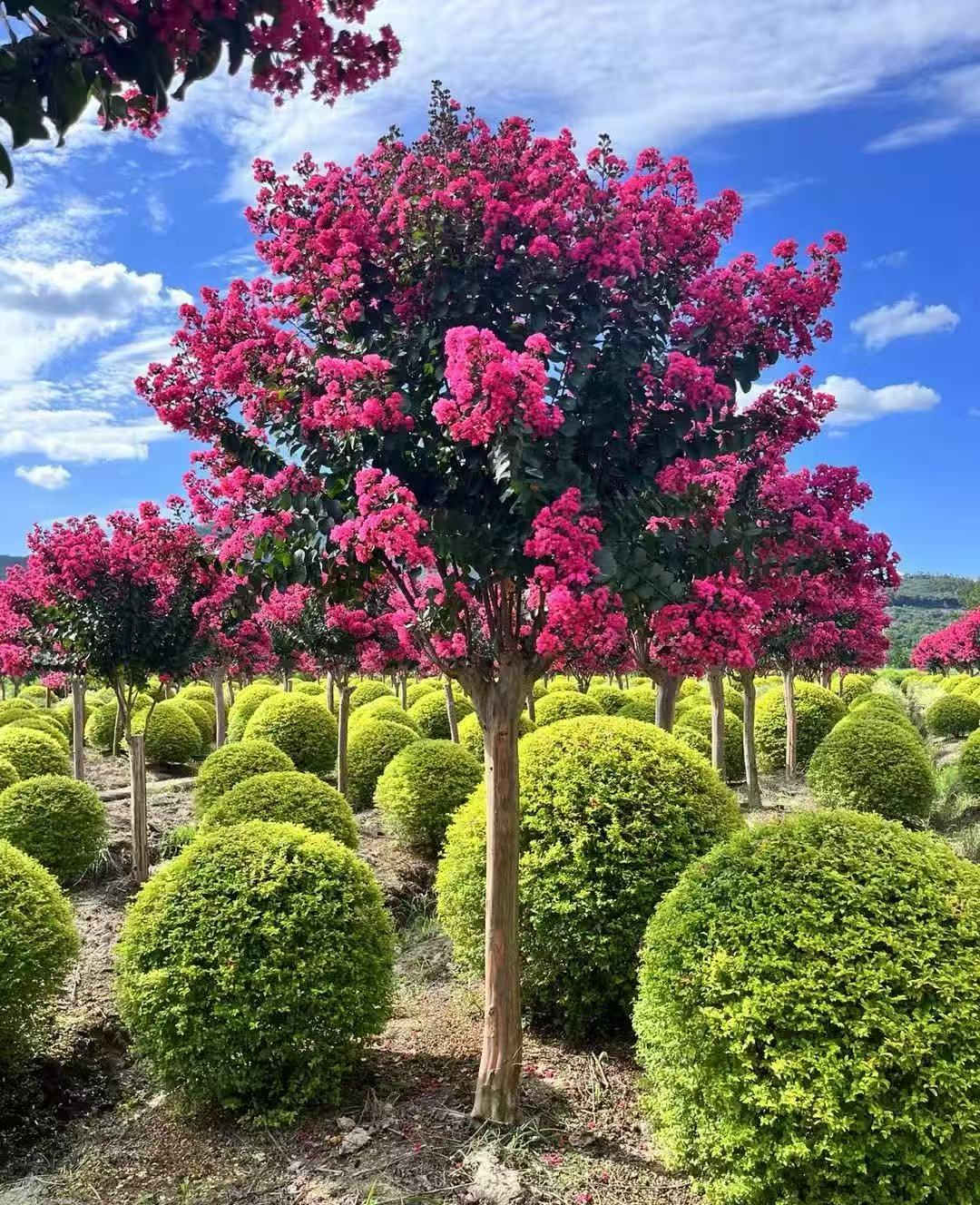 精品红火箭天鹅绒紫薇树耐寒耐冻适合庭院种植