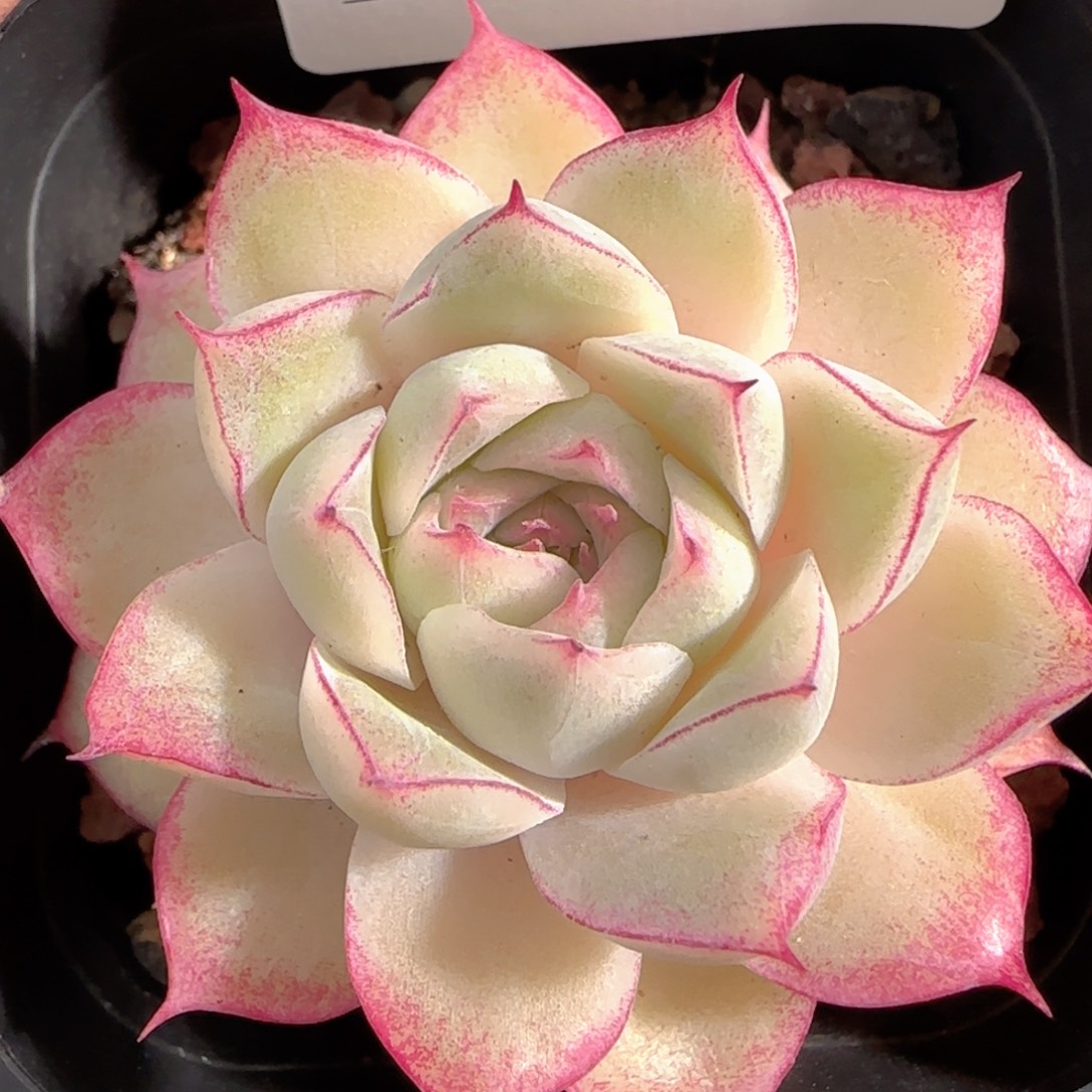 多肉0103-98女王玫瑰