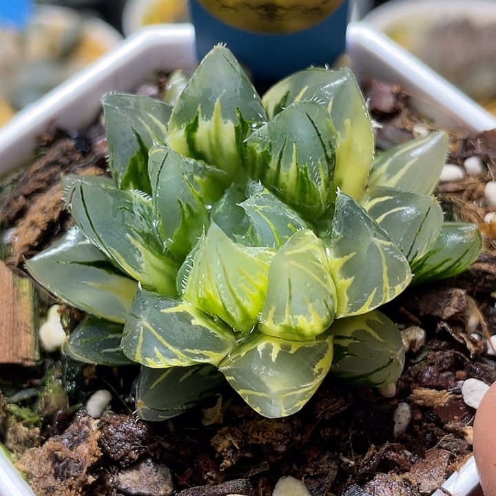 601花水晶实生锦福利y。