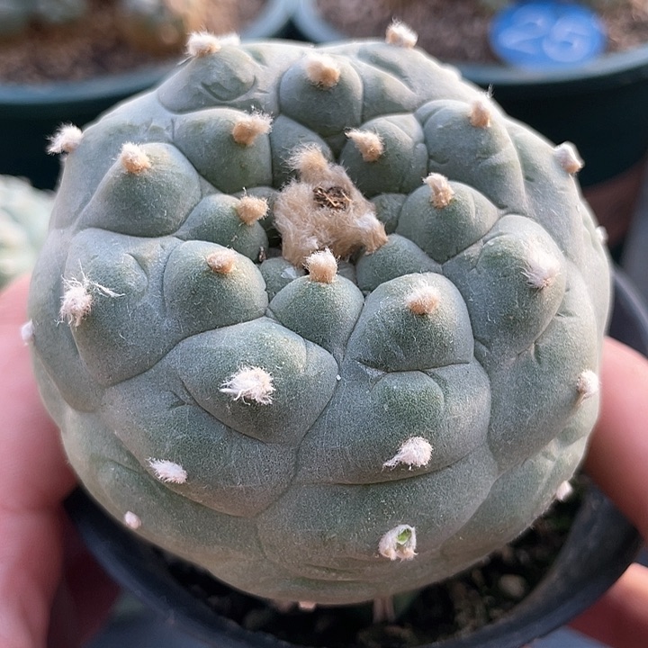 仙人球苗接满39包邮7.2公分85