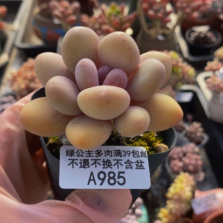 蛋黄奶7cm985多肉植物