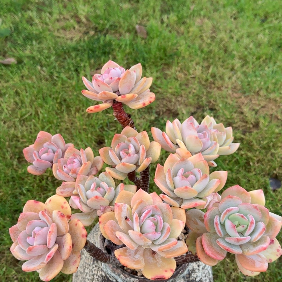 多肉植物多肉植物