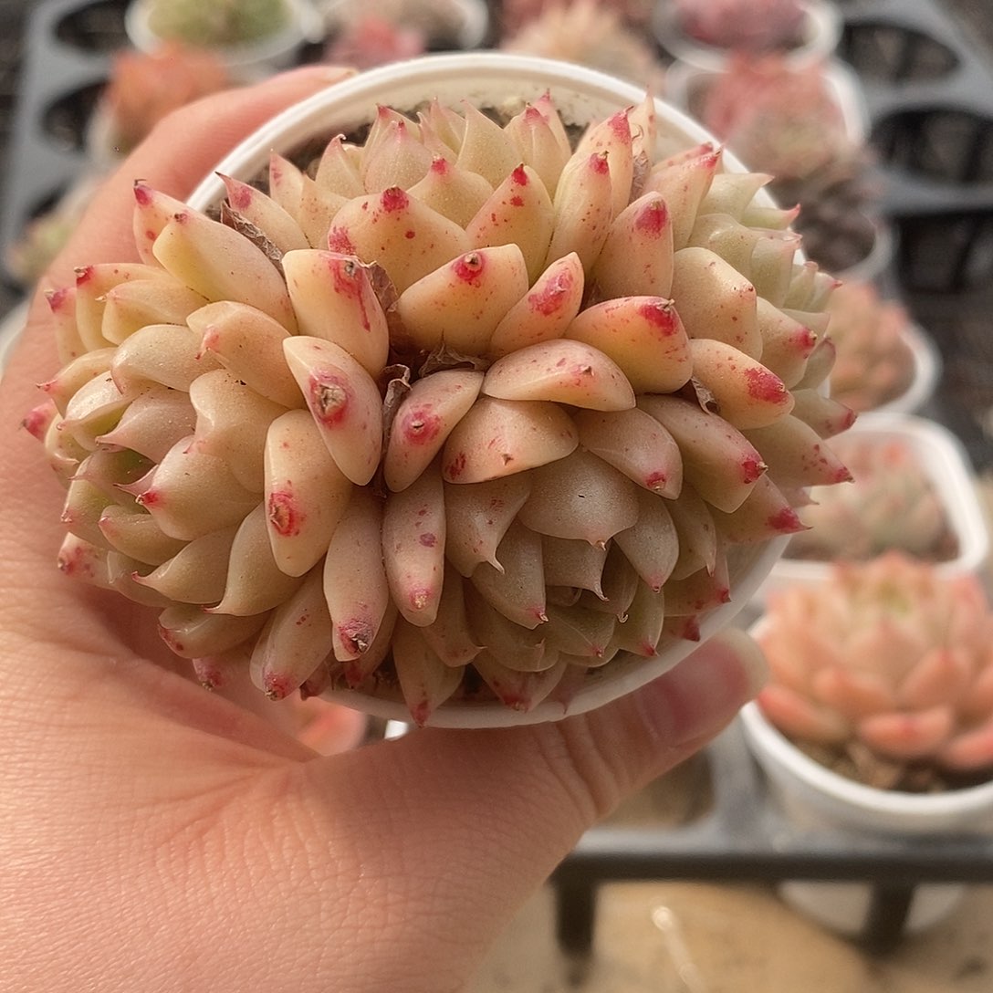 可爱多肉喜欢拍下31