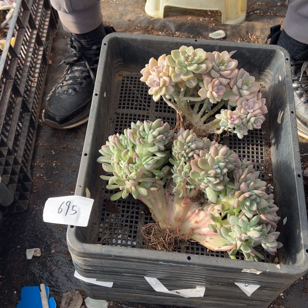 695紫乐锦老桩多肉