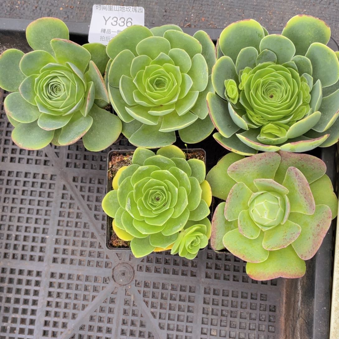 我发发336买三送二到手五颗