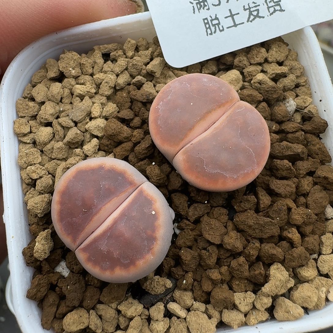 984多肉哈哈哈哈哈哈