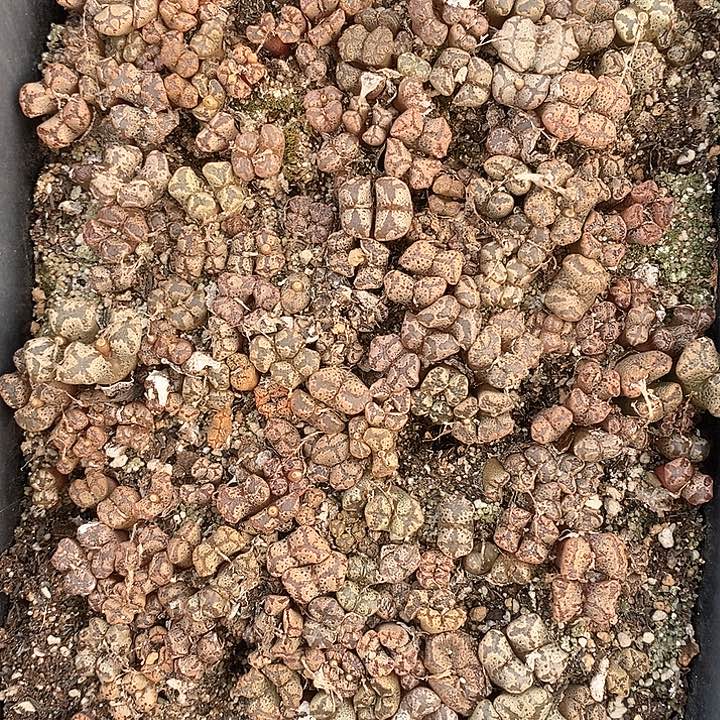 桃喜花园0130-151勋章切糕