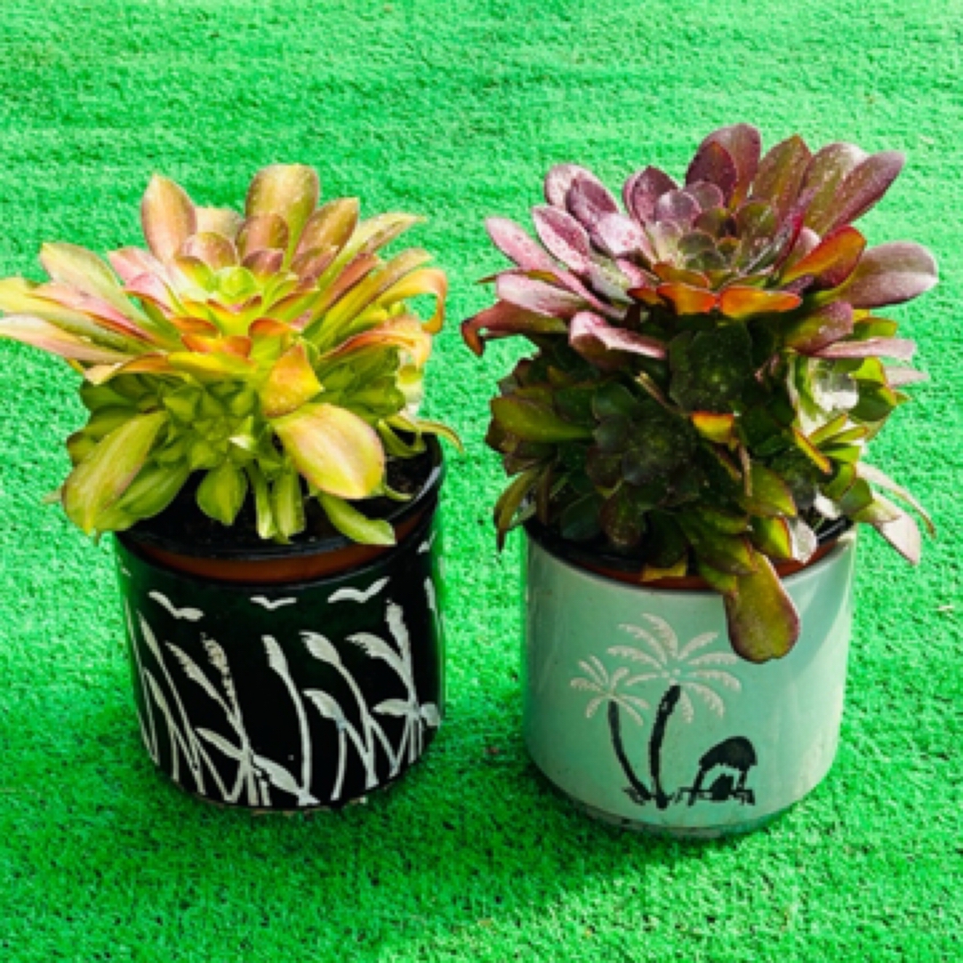 多肉法师荷兰圆叶+韶华周正手捧，植物特性脱土发，不包断枝断叶