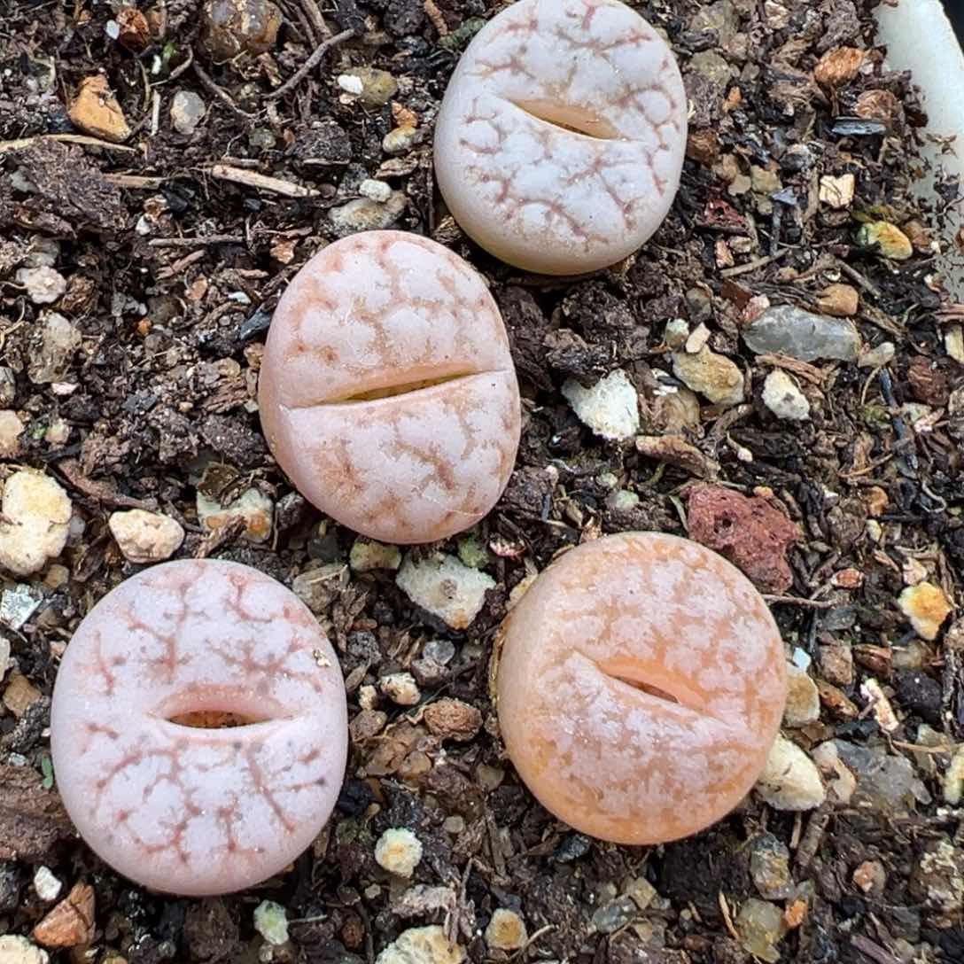 1.21好看的多肉989