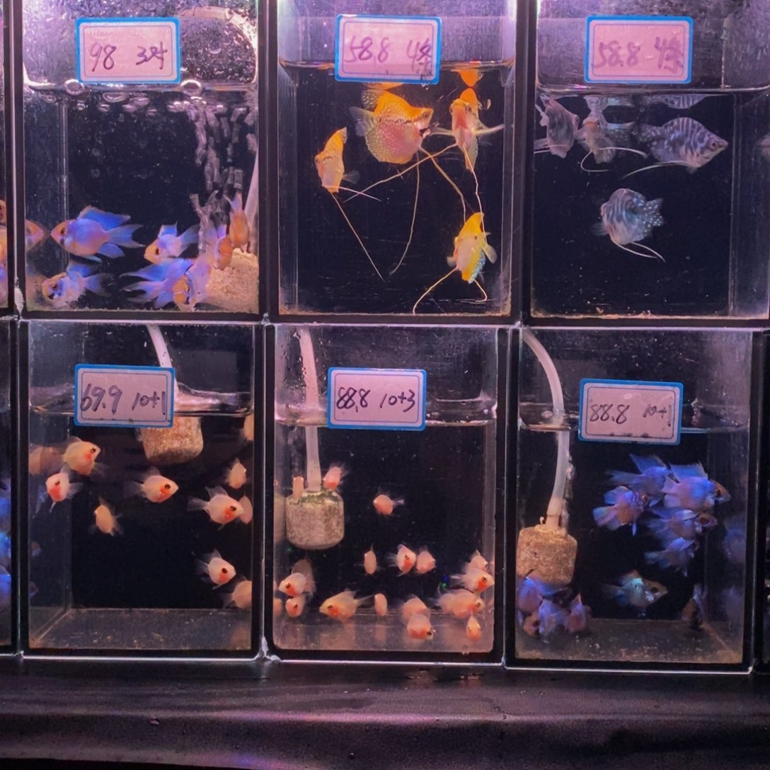 短鲷鱼一对蓝马甲和金波子