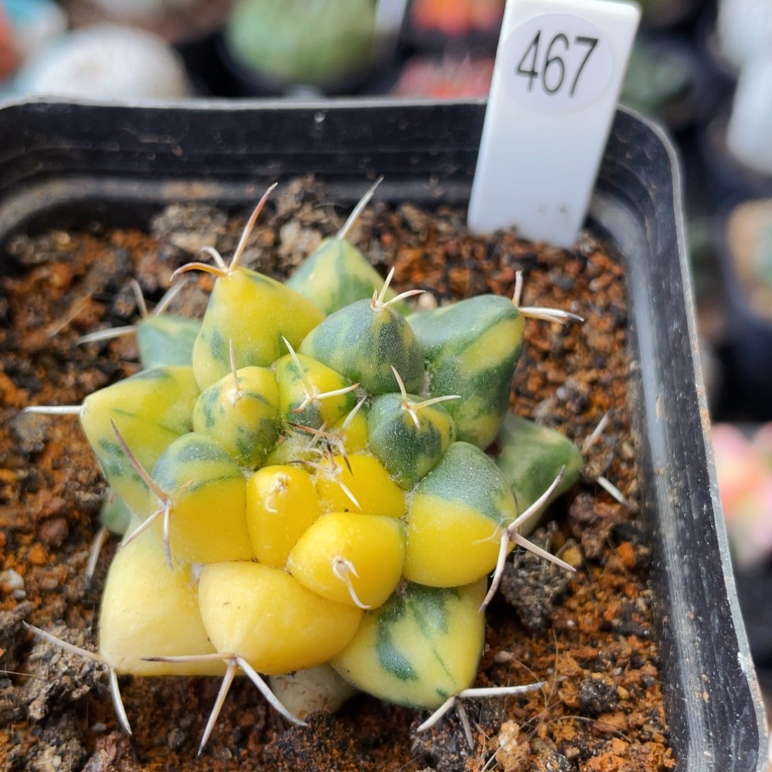 仙人球满28包邮盆口径5公分魔象锦