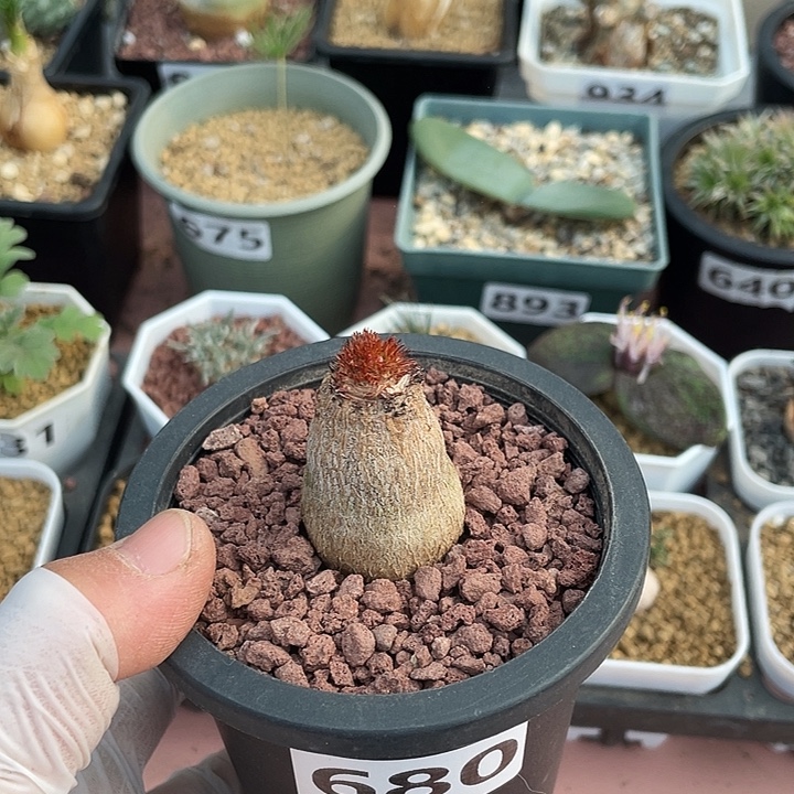 一***官680象鼻大戟块根，