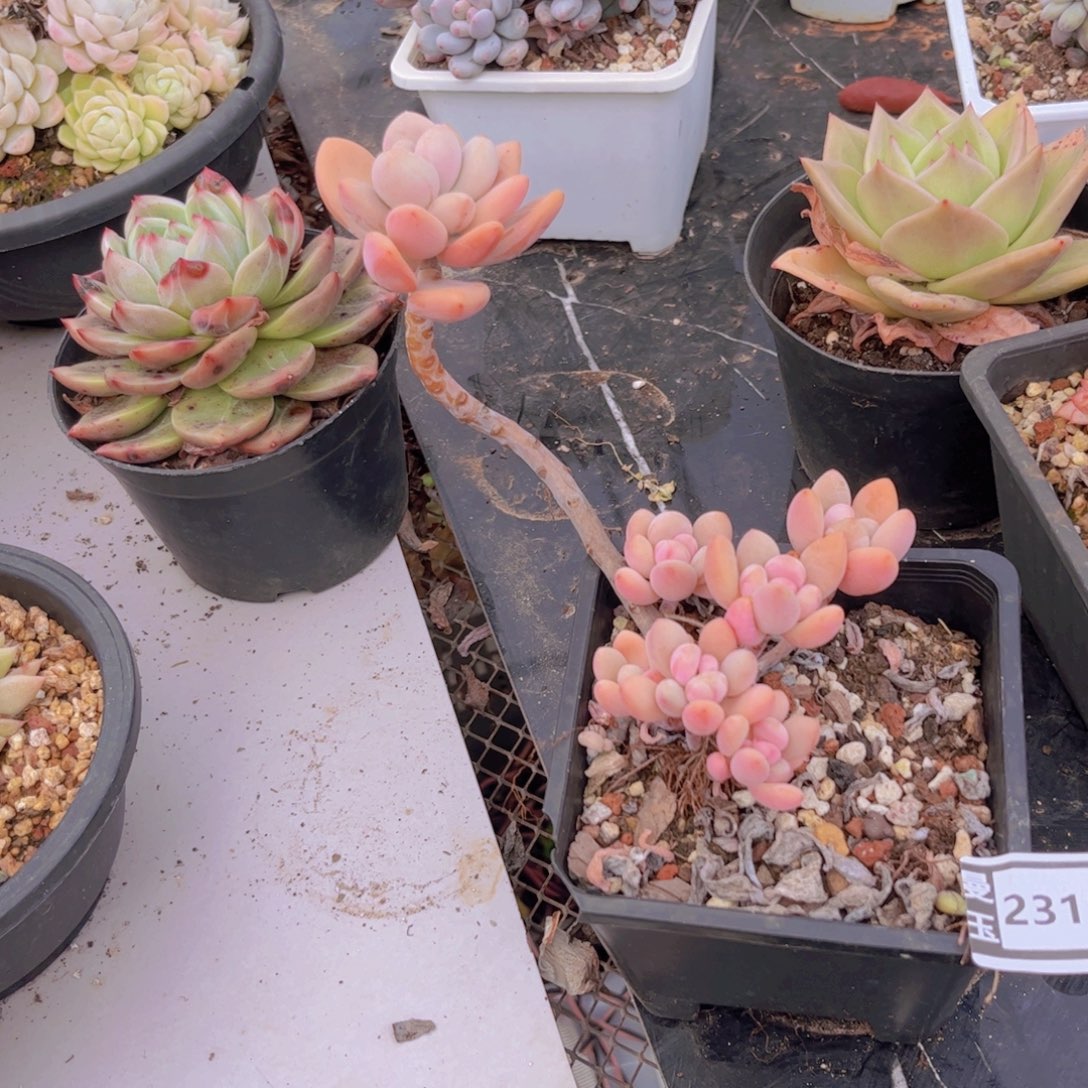 美人杂多肉植物23135