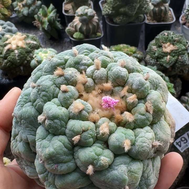 无花朵889螺旋大皱油仙