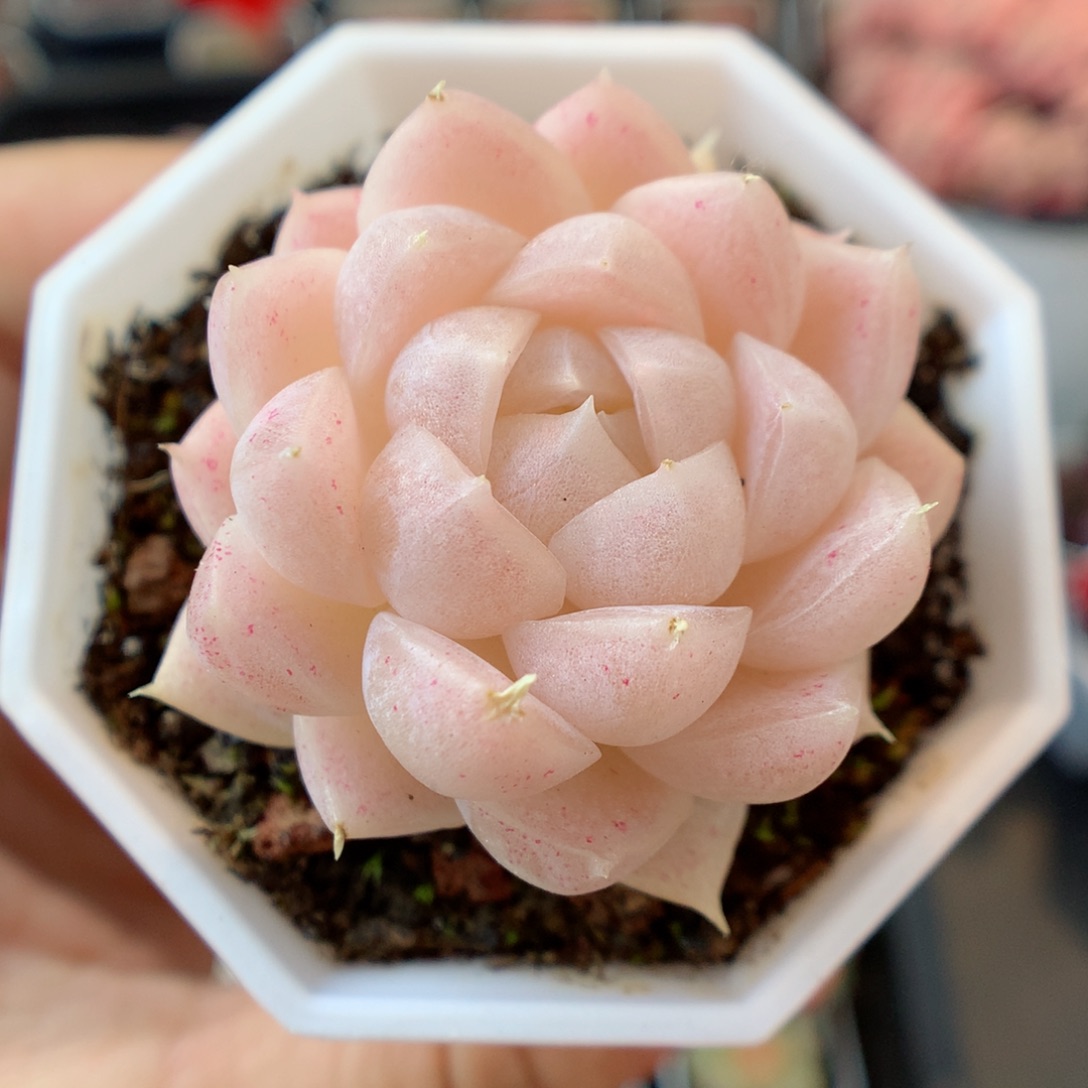 一物一拍精品多肉。1027