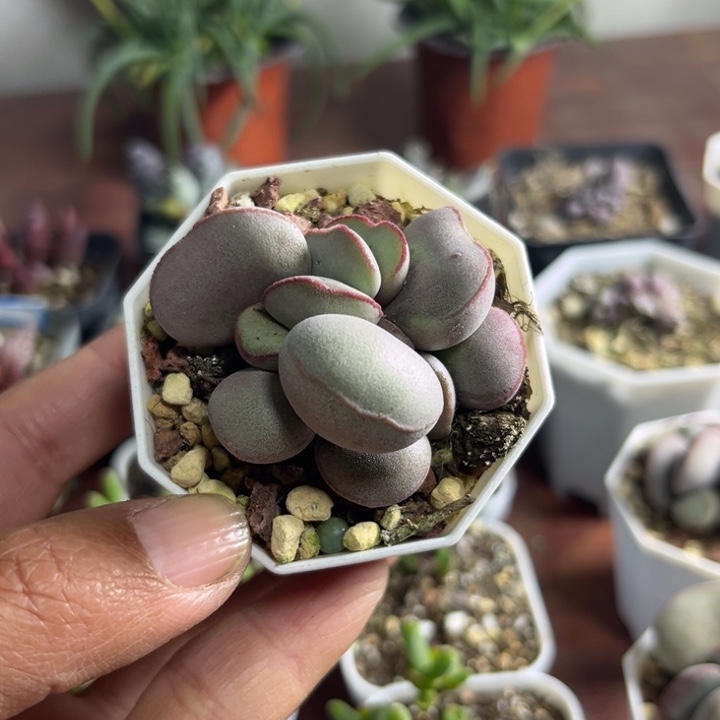 093 红蛋水泡多肉