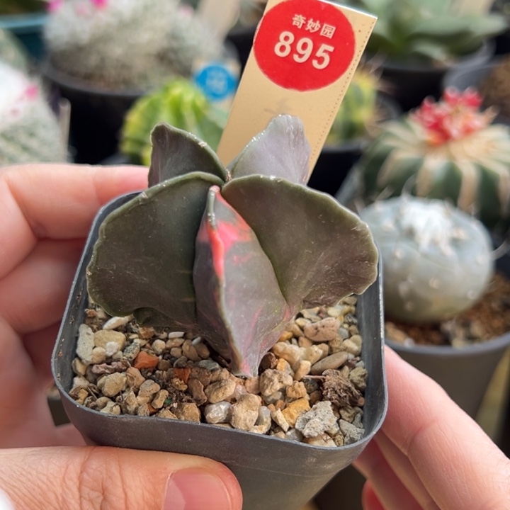 实生鸾凤玉锦一棵仙人球