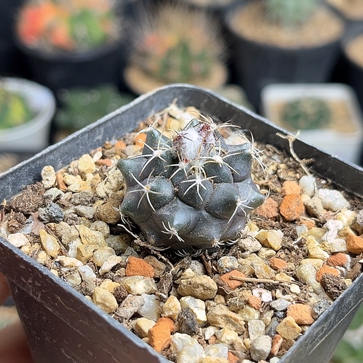 刘氏丸娇丽母本实生球一颗2.8公分