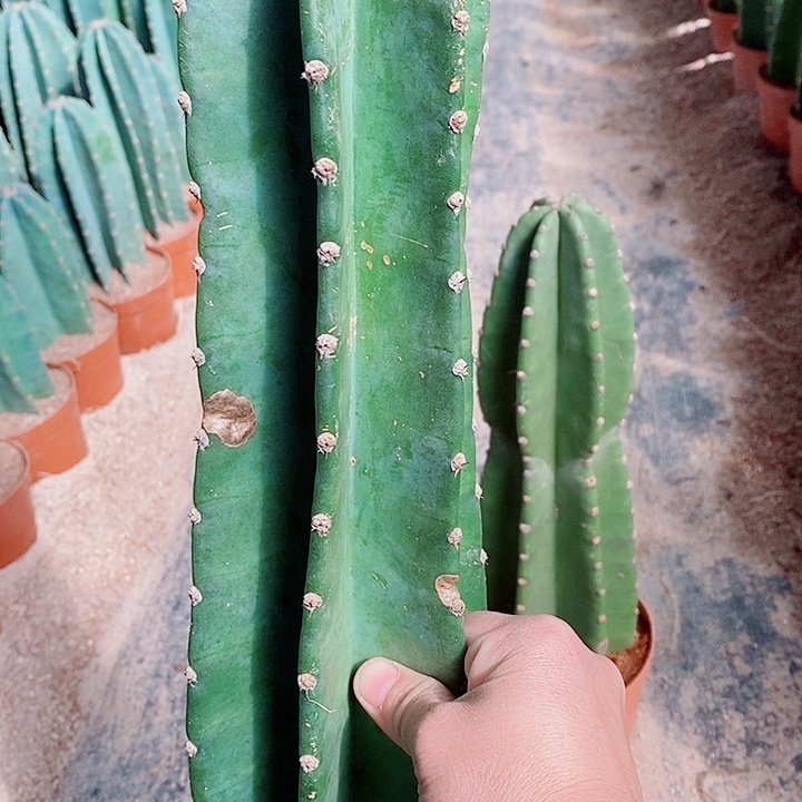 35公分左右原盆发货微瑕量天尺