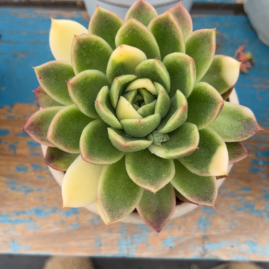 多肉植物一物一拍015