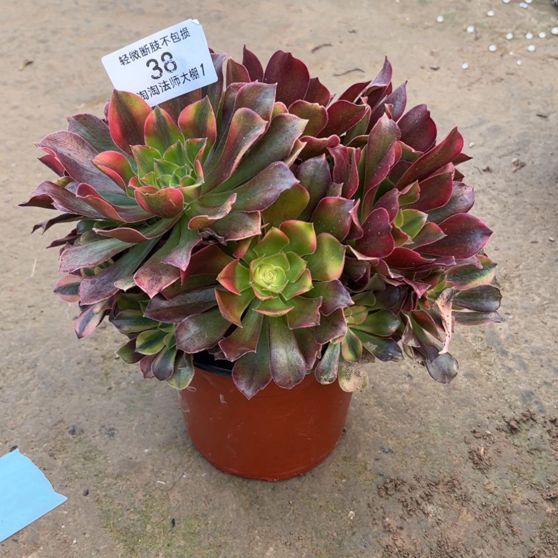 28雅典娜多肉植物法师