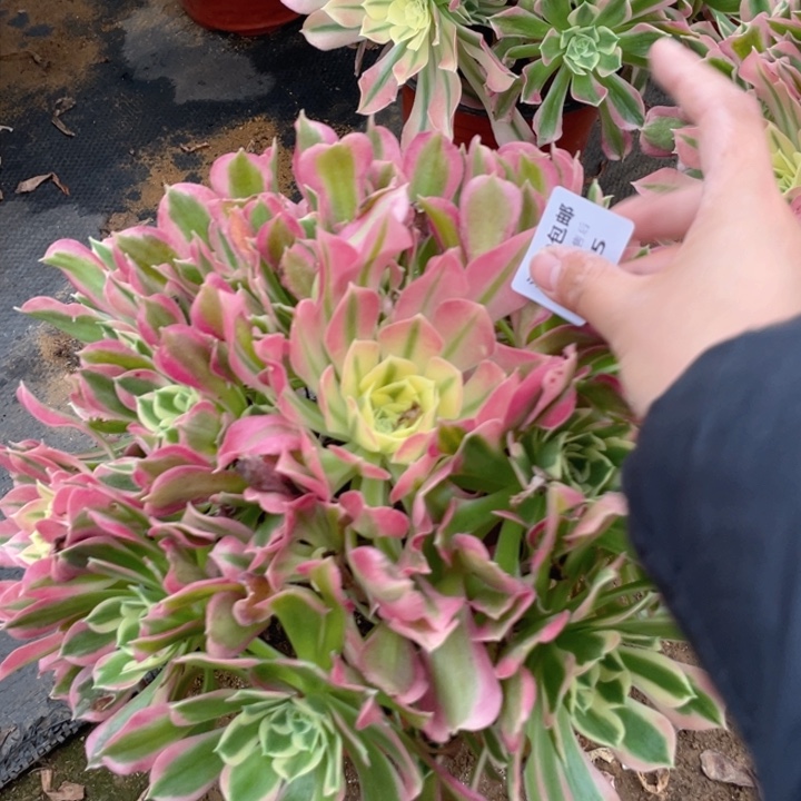 505雨花石法师多肉断枝不售后