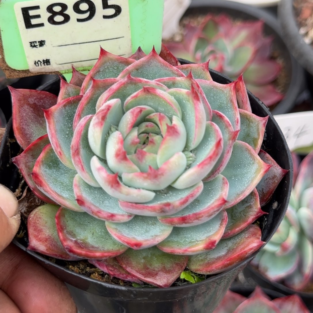 惊鸿一物一拍包装收缩花旱895