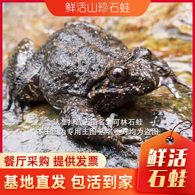 福建南平石泉蛙鲜活石鳞石冻石杠深山石泉鸡石润妇孺月子老人好物