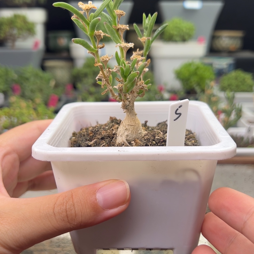 5号链接冰花10厘米盆