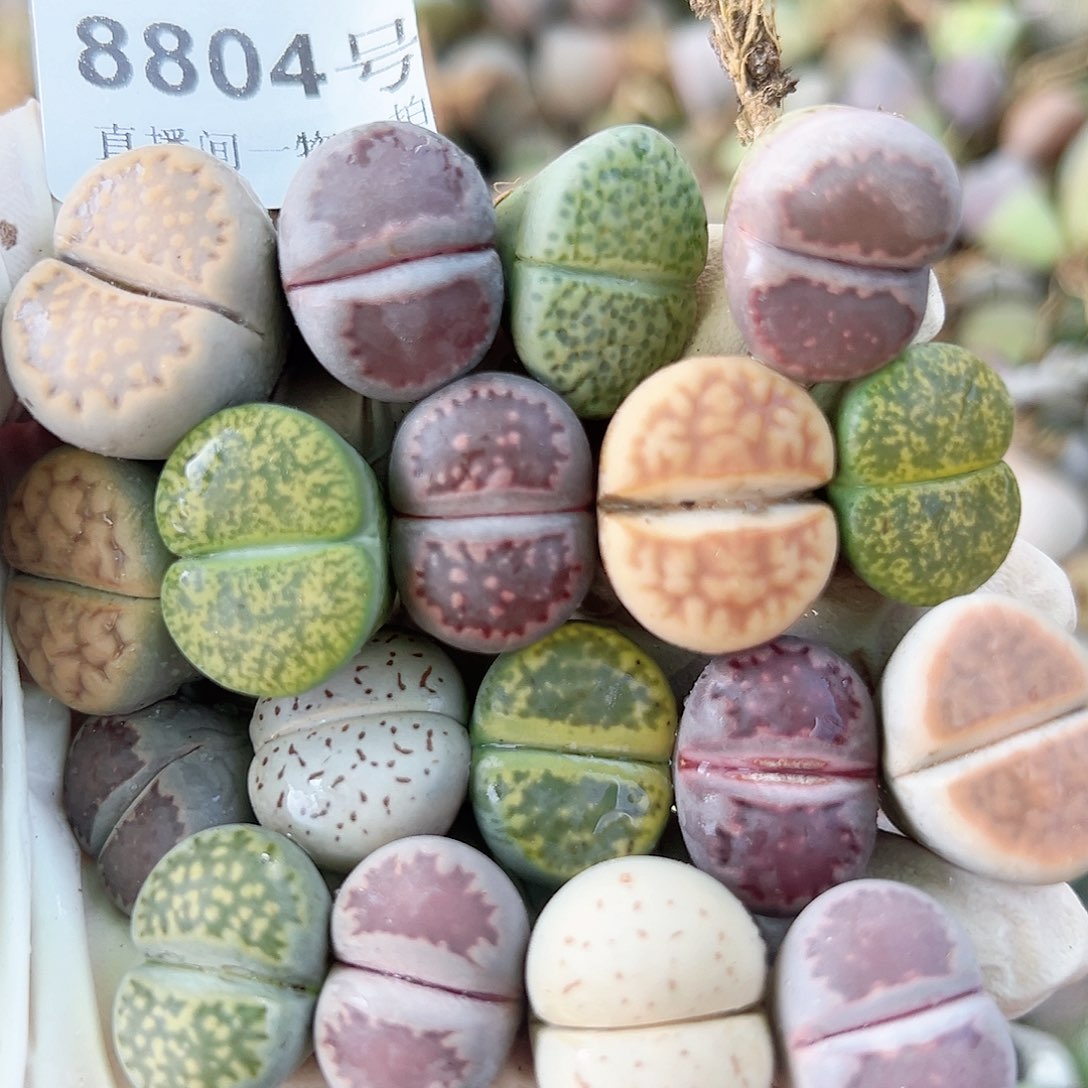 8804 好养易活生石花大母本18个