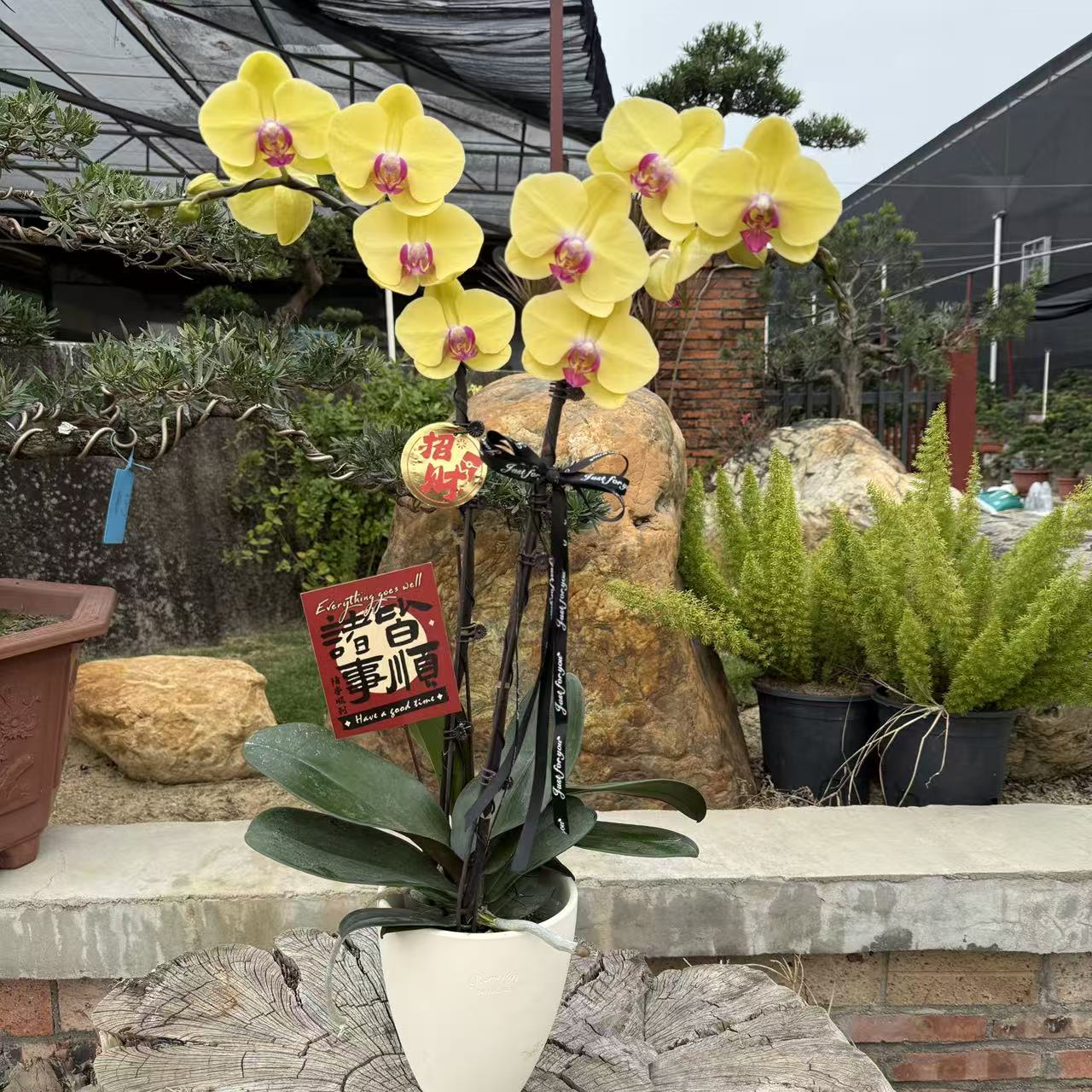 蝴蝶兰【黄帝】中花型  好养耐养 基地直发