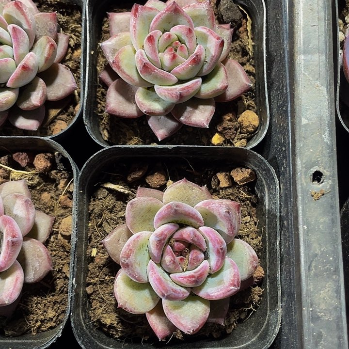 比翼鸟2.8带盆土