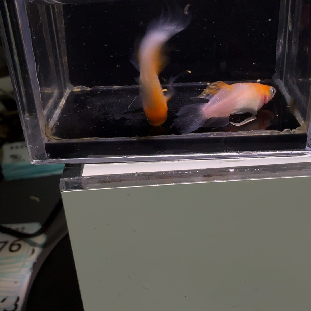 青鳉鱼微瑕天使376