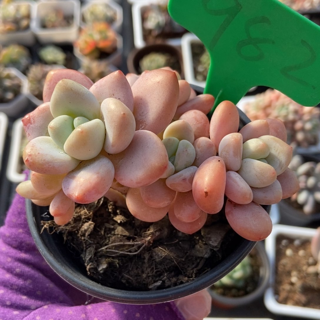 982洛神多肉植物保护