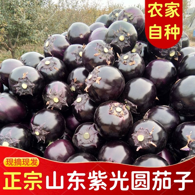 山东紫光茄子圆茄新鲜现摘现发批发紫皮农家时令蔬菜当季蔬菜03