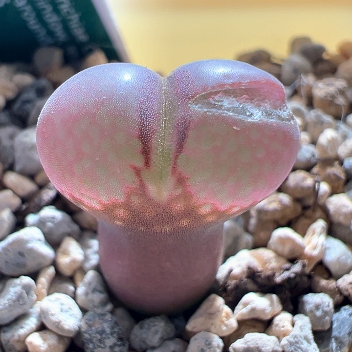 w572。优选cm10。大灯泡窗 炸窗福利