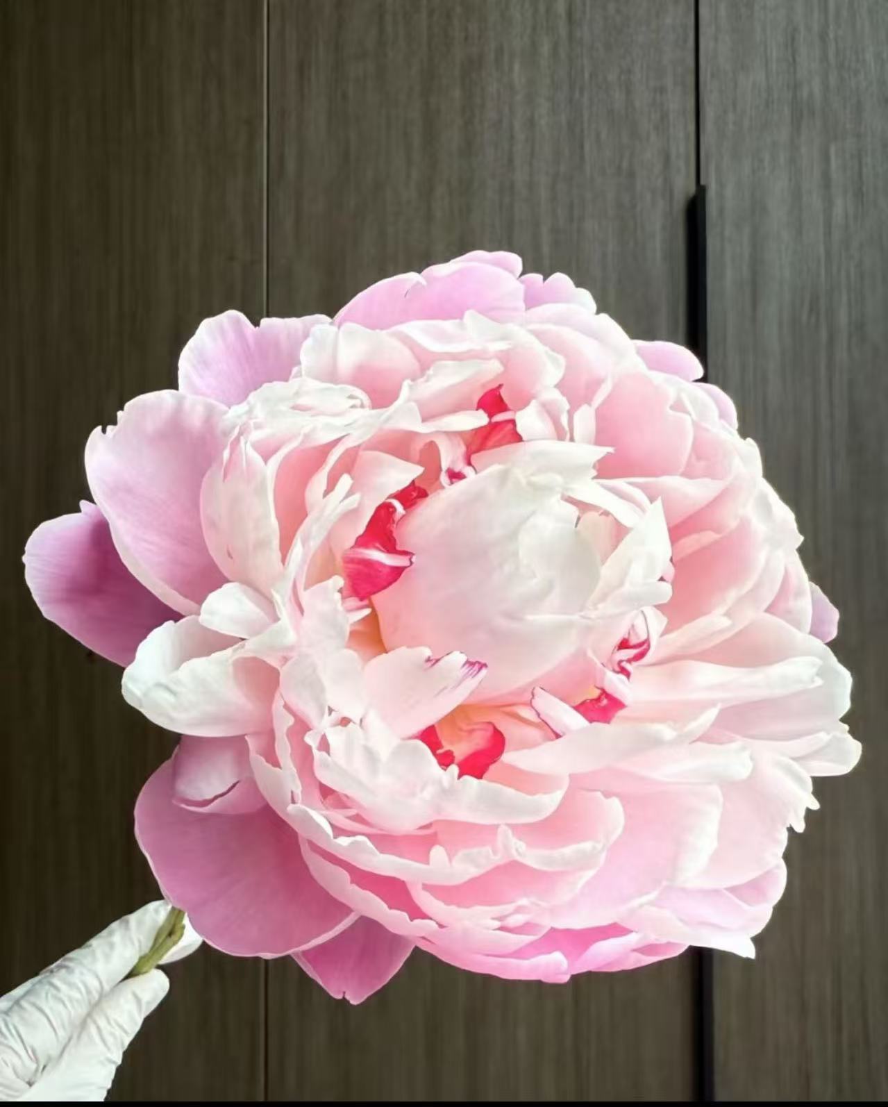千层重瓣【粉凌红花】粉色系芍药花阳台庭院